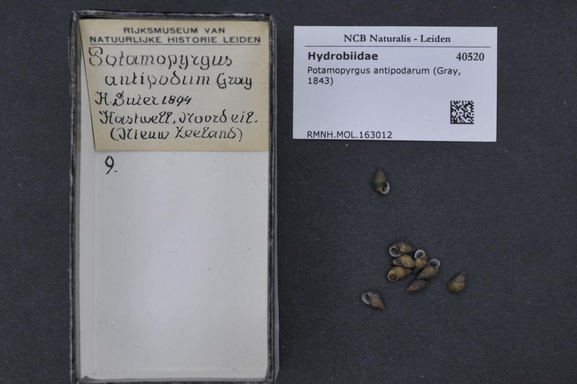 Jenkins' spire shell Potamopyrgus antipodarum