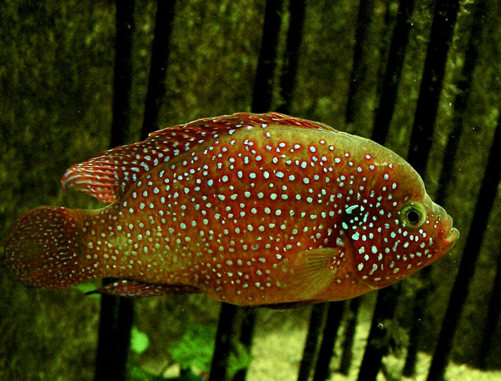 Jewel Cichlid (Hemichromis bimaculatus) |commons:File:Cichlidae Hemichromis bimaculatus 1.jpg