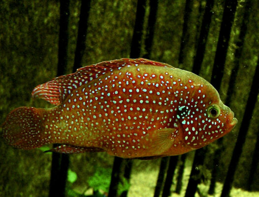 Jewel Cichlid (Hemichromis bimaculatus) |commons:File:Cichlidae Hemichromis bimaculatus 1.jpg
