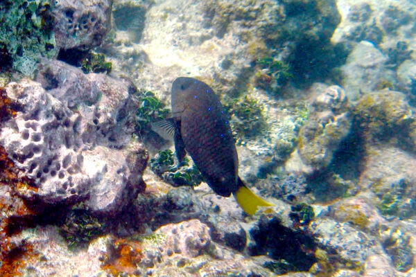 Jewel Damselfish Microspathodon chrysurus