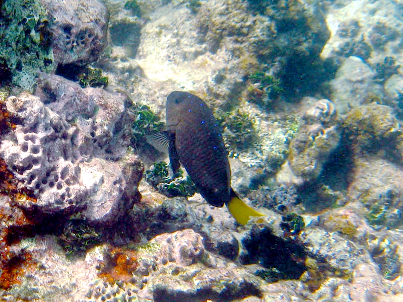 Jewel Damselfish Microspathodon chrysurus