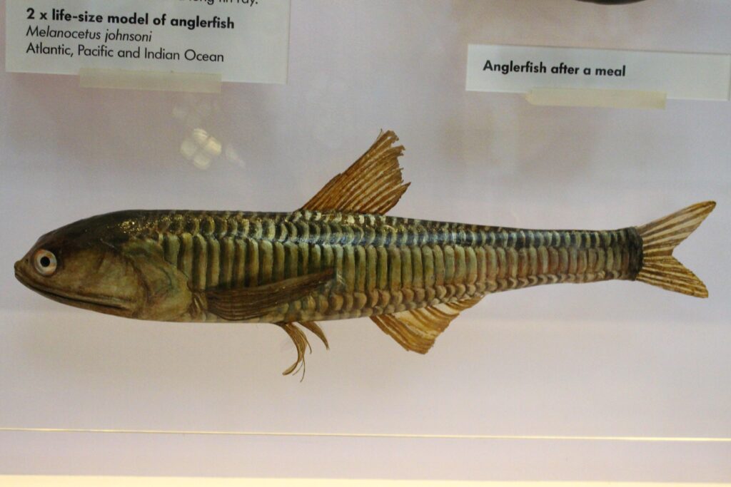 Jewel Lanternfish (Lampanyctus crocodilus) |commons:File:Hal - Lampanyctus crocodilus - 1.jpg