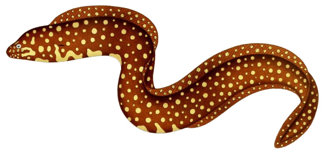 Jewel Moray (Muraena lentiginosa) |commons:File:JournalMuseumGodeffroy Muraena lentiginosa.jpg
