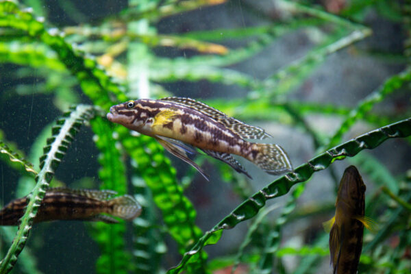 Julidochromis (Julidochromis marlieri) |commons:File:Julidochromis Marlieri.jpg