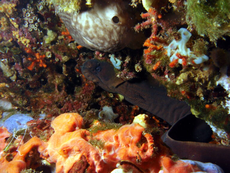 kahverengi muren baligi (Gymnothorax unicolor) |commons:File:Gymnothorax unicolor.jpg