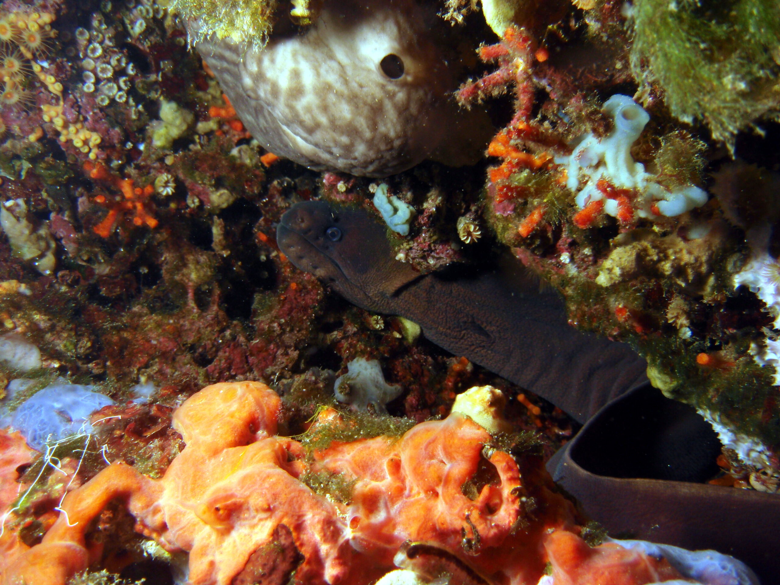 kahverengi muren baligi (Gymnothorax unicolor) |commons:File:Gymnothorax unicolor.jpg