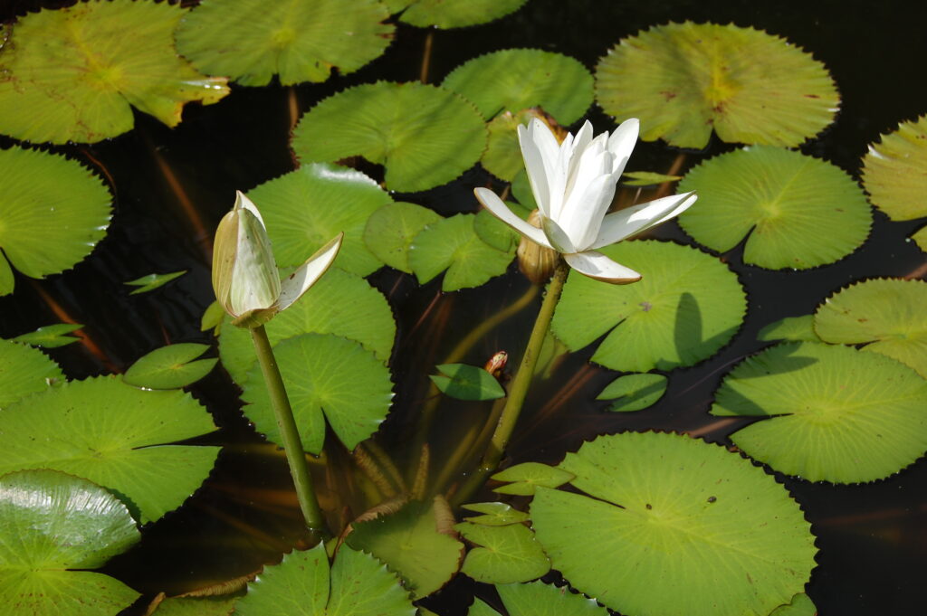 Kaplan Lotus (Nymphaea lotus) |commons:File:2007 nymphaea lotus.jpg