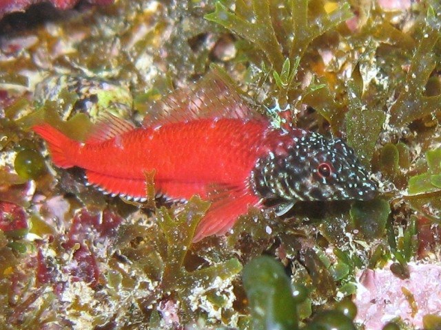 karabas baligi (Tripterygion melanurus) |commons:File:Tripterygion melanurus.jpg