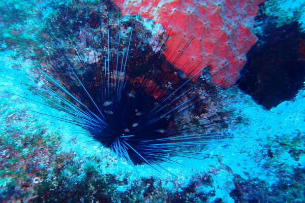 kardinal baligi (Apogon imberbis) |commons:File:Apogon imberbis, Libyan Sea, Crete, GR imported from iNaturalist photo 238335456.jpg