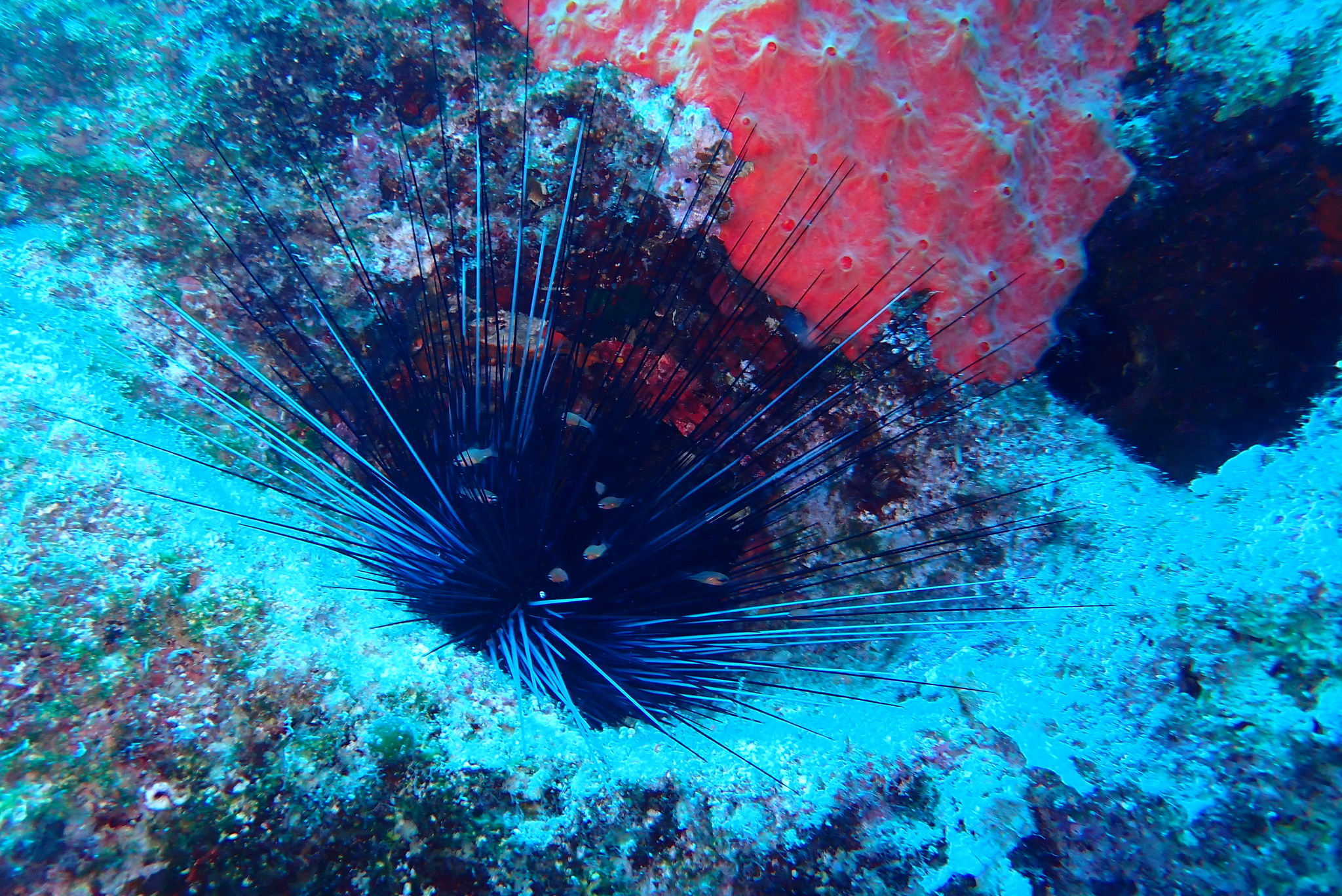 kardinal baligi (Apogon imberbis) |commons:File:Apogon imberbis, Libyan Sea, Crete, GR imported from iNaturalist photo 238335456.jpg