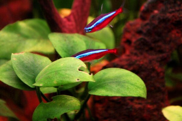 Kardinal Tetra (Paracheirodon axelrodi) |commons:File:01.Paracheirodon axelrodi.JPG