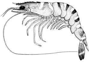 Karides Penaeus monodon
