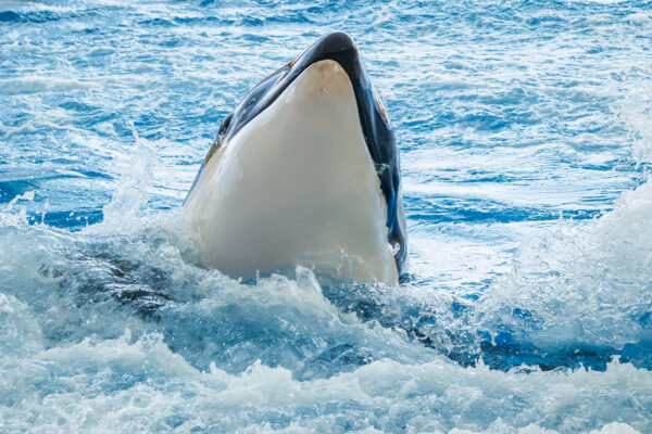 Katil Balina Orcinus orca