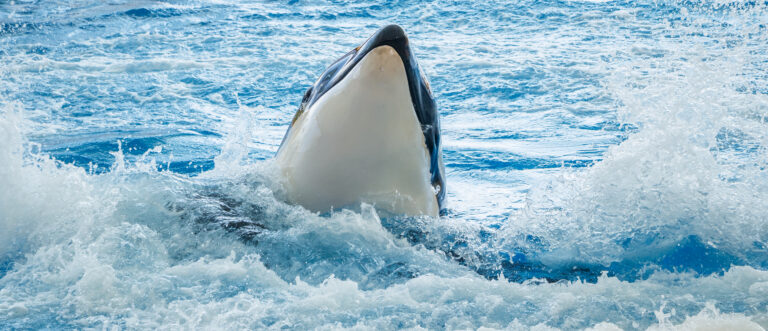 Katil Balina Orcinus orca