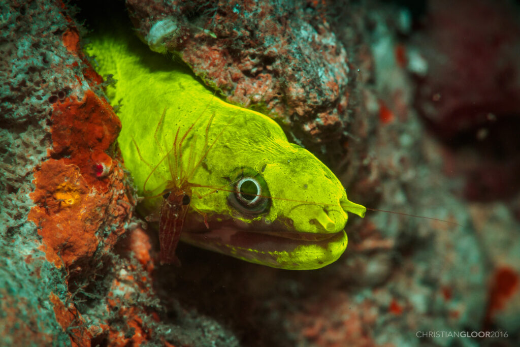 Kaupichthys brachychirus (Kaupichthys brachychirus) |commons:File:Kaupichthys brachychirus (26303678620).jpg