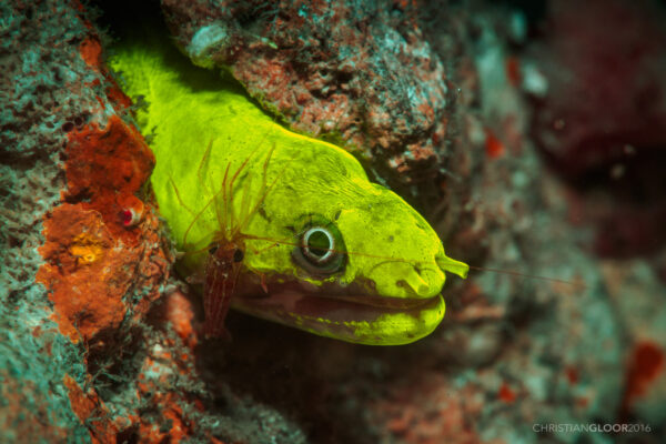 Kaupichthys brachychirus (Kaupichthys brachychirus) |commons:File:Kaupichthys brachychirus (26303678620).jpg