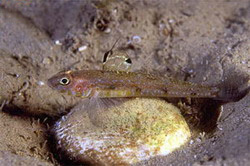 kaya baligi (Deltentosteus quadrimaculatus) |commons:File:Deltentosteus quadrimaculatus.jpg