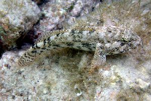 kayabaligi (Gobius cobitis) |commons:File:Gobius cobitis, Croatia - 20090209.jpg