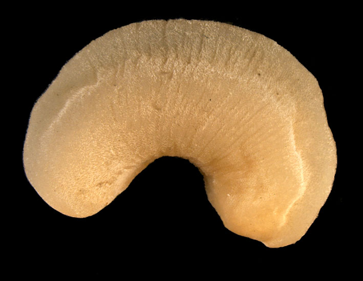 keeled solenogaster Neomenia carinata