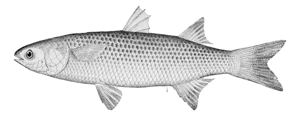 Kefal Mugil cephalus