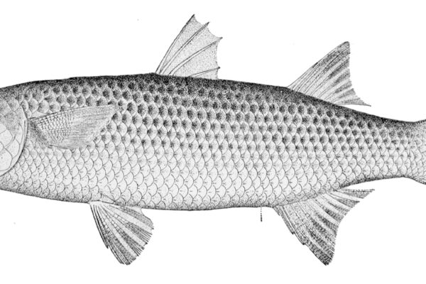 Kefal Mugil cephalus