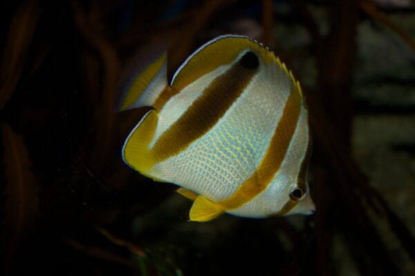 kelebek baligi (Chaetodon marleyi) |commons:File:Chaetodon marleyi.jpg