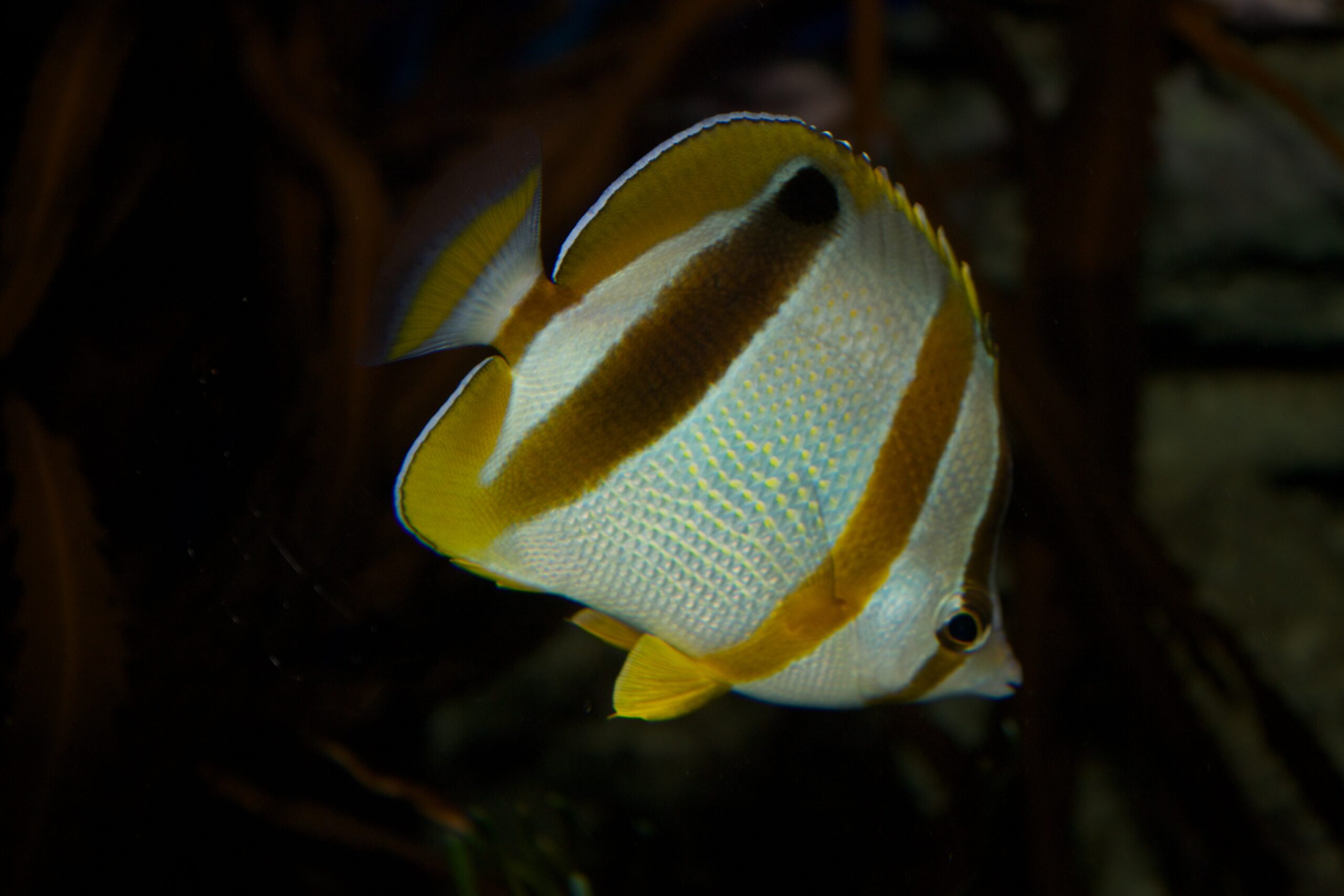 kelebek baligi (Chaetodon marleyi) |commons:File:Chaetodon marleyi.jpg