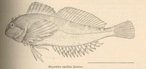 Kelp Sculpin (Sigmistes caulias) |commons:File:FMIB 38883 Sigmistes caulias Rutter.jpeg