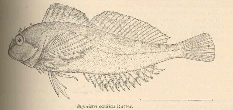 Kelp Sculpin (Sigmistes caulias) |commons:File:FMIB 38883 Sigmistes caulias Rutter.jpeg