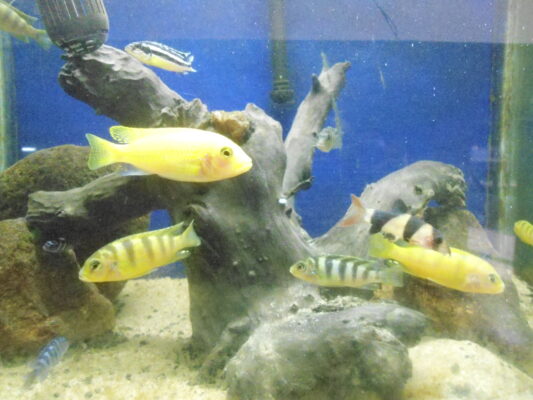 Kenyi Cichlid (Maylandia lombardoi) |commons:File:Aulonocara sp Hybride and Maylandia lombardoi male at meenalokam 02.jpg