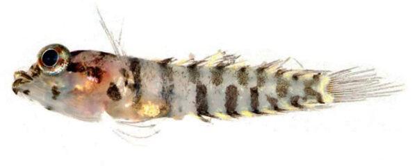 Key Blenny (Starksia starcki) |commons:File:Starksia starcki.jpg