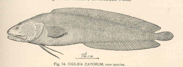 Key Brotula (Ogilbia cayorum) |commons:File:FMIB 39775 Ogilbia cayorum, new species.jpeg