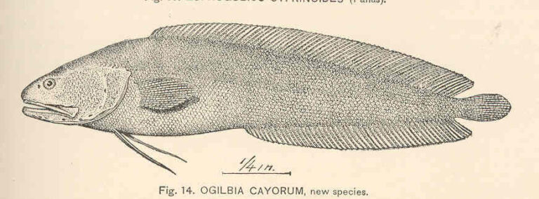 Key Brotula (Ogilbia cayorum) |commons:File:FMIB 39775 Ogilbia cayorum, new species.jpeg