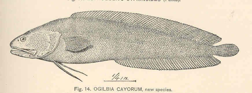 Key Brotula (Ogilbia cayorum) |commons:File:FMIB 39775 Ogilbia cayorum, new species.jpeg