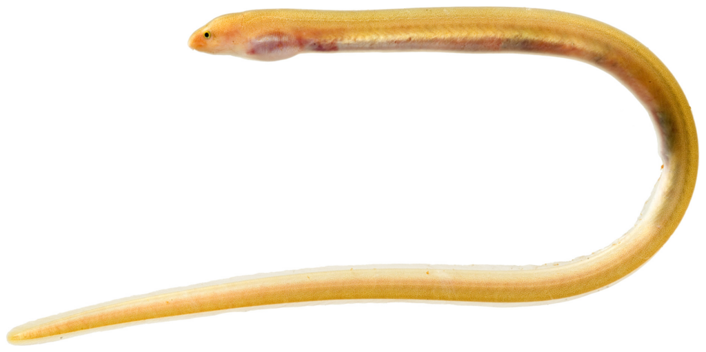 Key Worm Eel (Ahlia egmontis) |commons:File:Ahlia egmontis - pone.0010676.g013.png