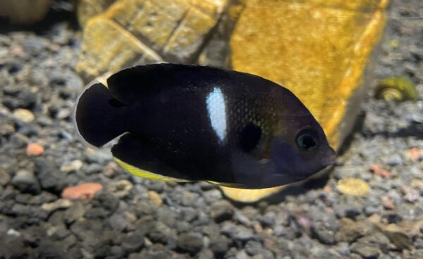 Keyhole Angelfish (Centropyge tibicen) |commons:File:Centropyge tibicen Atoa.jpg