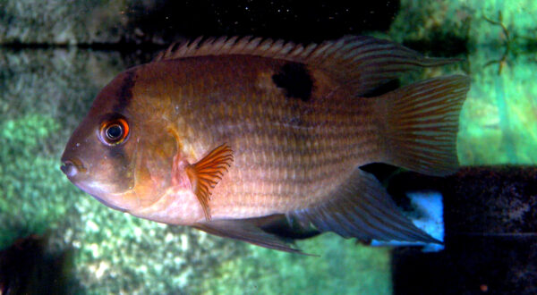 Keyhole Cichlid (Cleithracara maronii) |commons:File:Cleithracara maronii-1.jpg