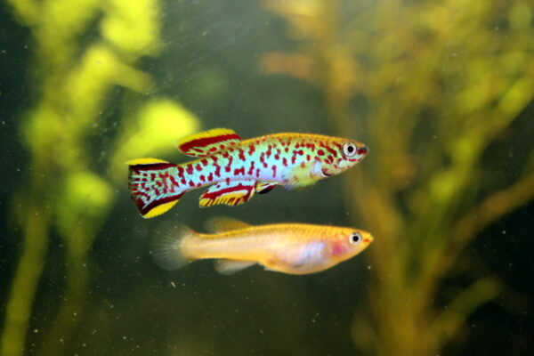 Killifish Gardneri (Fundulopanchax gardneri) |commons:File:Fundulopanchax gardneri.jpg