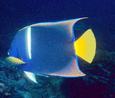 King Angelfish (Holacanthus passer) |commons:File:Holacanthus passer, Galápagos.jpg