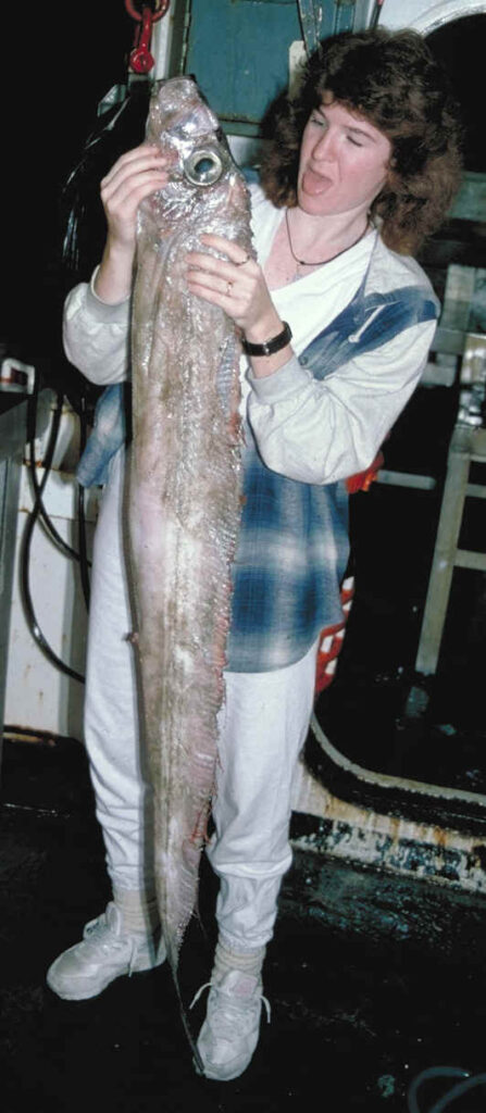 King-of-the-salmon (Trachipterus altivelis) |commons:File:Trachipterus altivelis.jpg