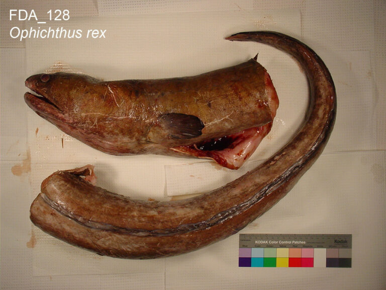 King Snake Eel (Ophichthus rex) |commons:File:Ophichthus rex (FDA 128).jpg
