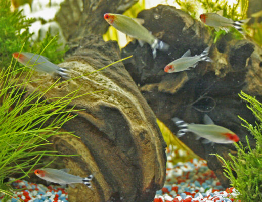 Kırmızı Burun Tetra (Hemigrammus rhodostomus) |commons:File:Hemigrammus rhodostomus.jpg