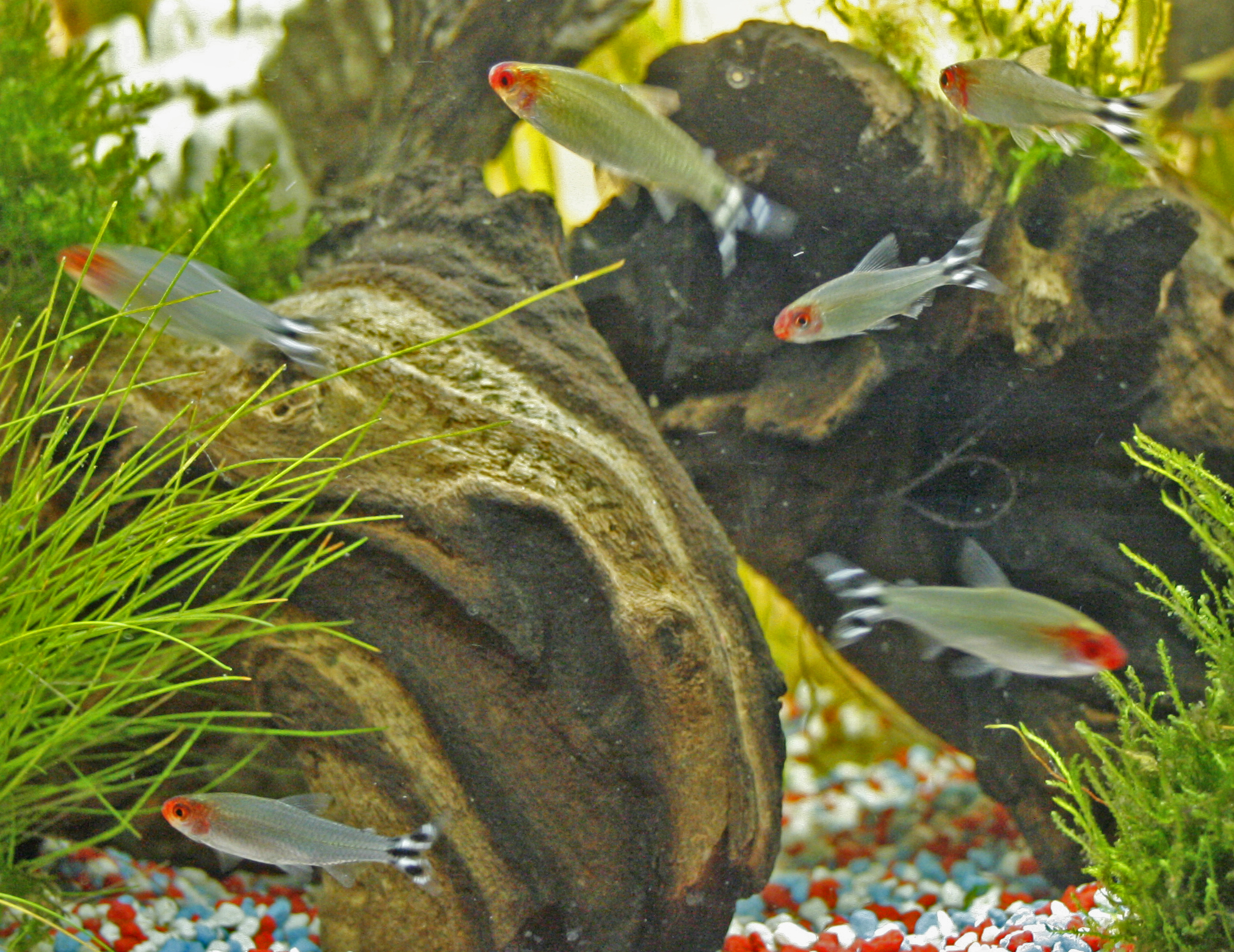 Kırmızı Burun Tetra (Hemigrammus rhodostomus) |commons:File:Hemigrammus rhodostomus.jpg