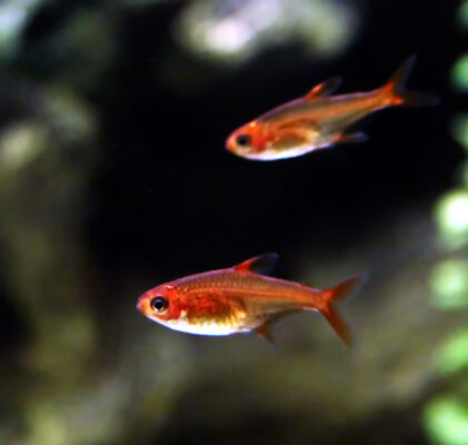 Kırmızı Tetra (Hyphessobrycon amandae) |commons:File:Funkensalmler Feuertetra oder Feuersalmler Hyphessobrycon amandae.JPG