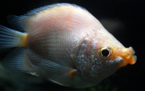 Kissing Gurami (Helostoma temminckii) |commons:File:Helostoma temminckii.JPG