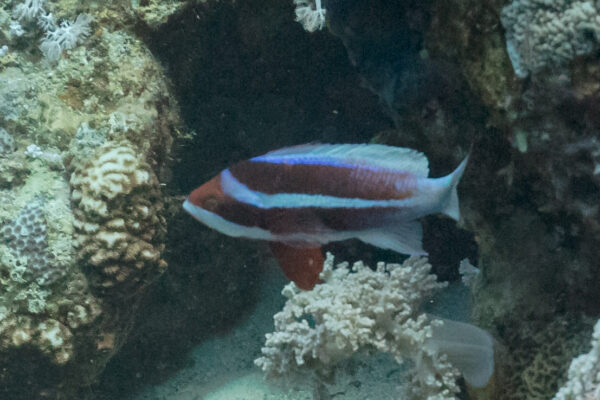 Kızıldeniz Anthias Pseudanthias taeniatus
