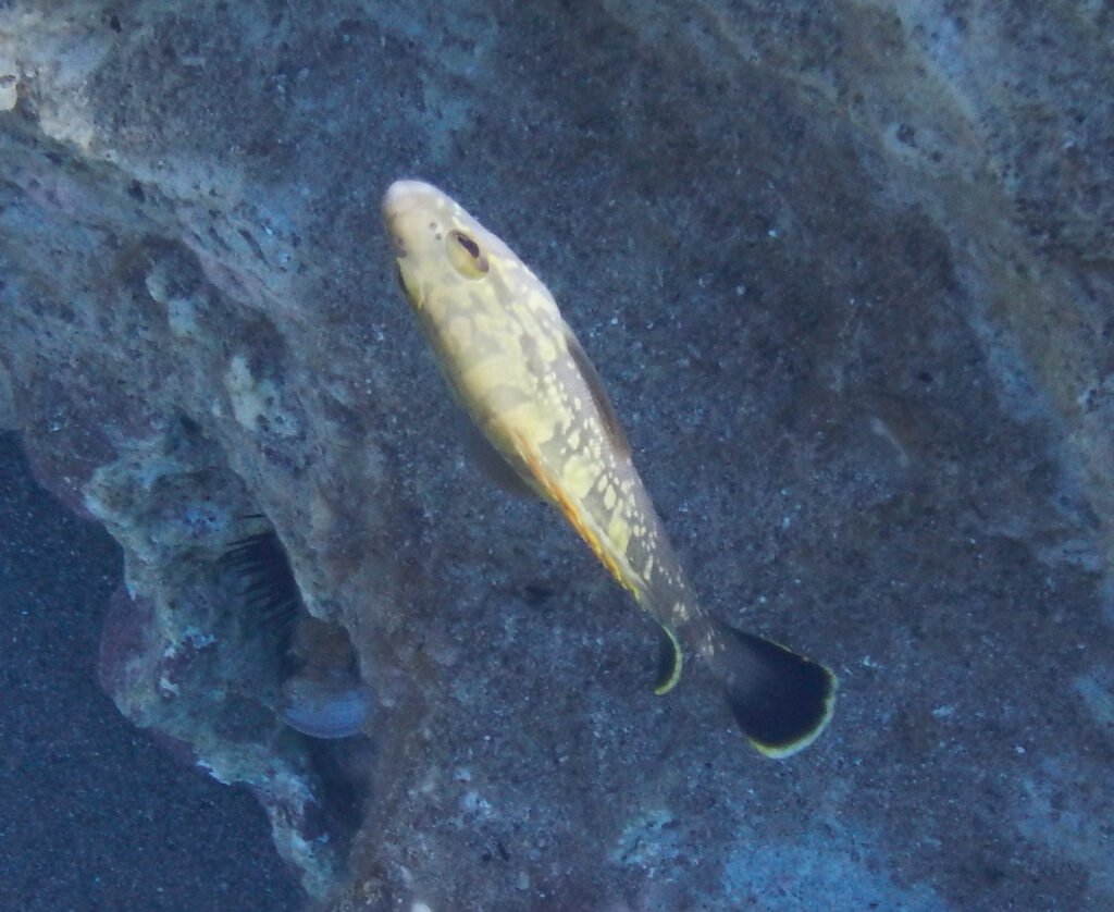 Kızıldeniz Goliath Epinephelus marginatus