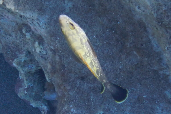 Kızıldeniz Goliath Epinephelus marginatus