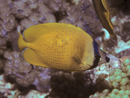 Klein's Butterflyfish (Chaetodon kleinii) |commons:File:Bep chaetodon kleinii pemba.jpg