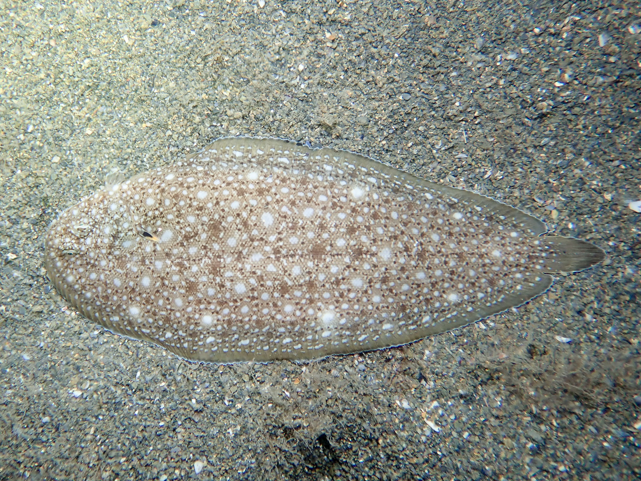 Klein's Sole (Synapturichthys kleinii) |commons:File:Synapturichthys kleinii.jpg